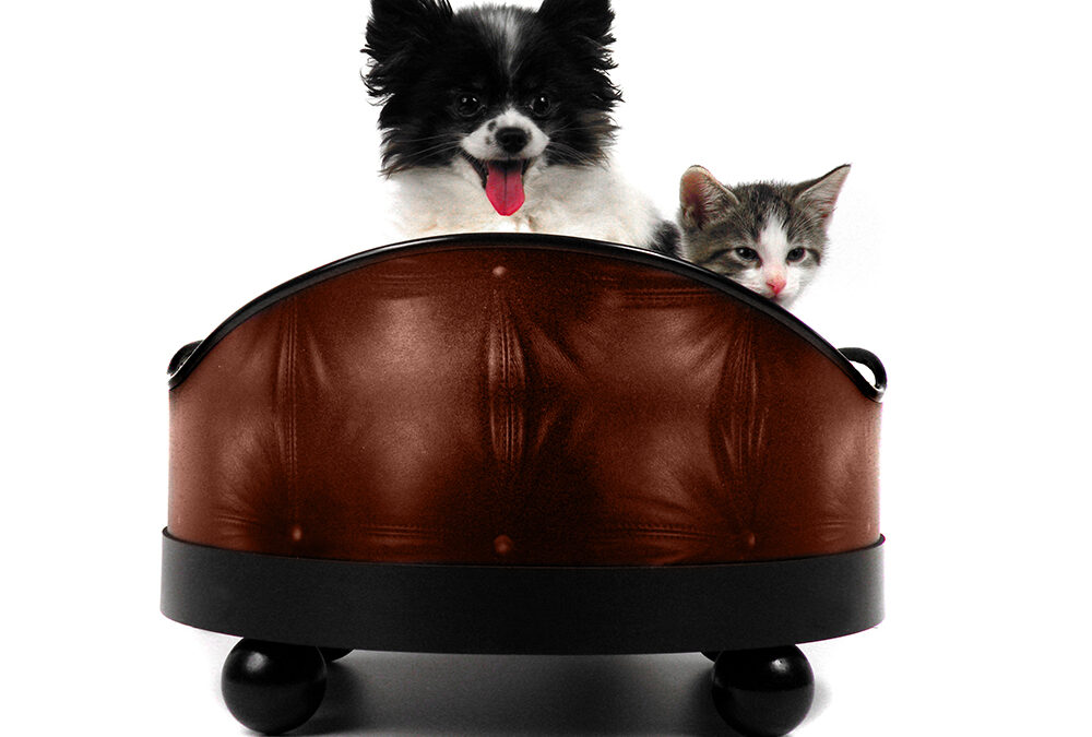 chocolate-leather-sofa-1